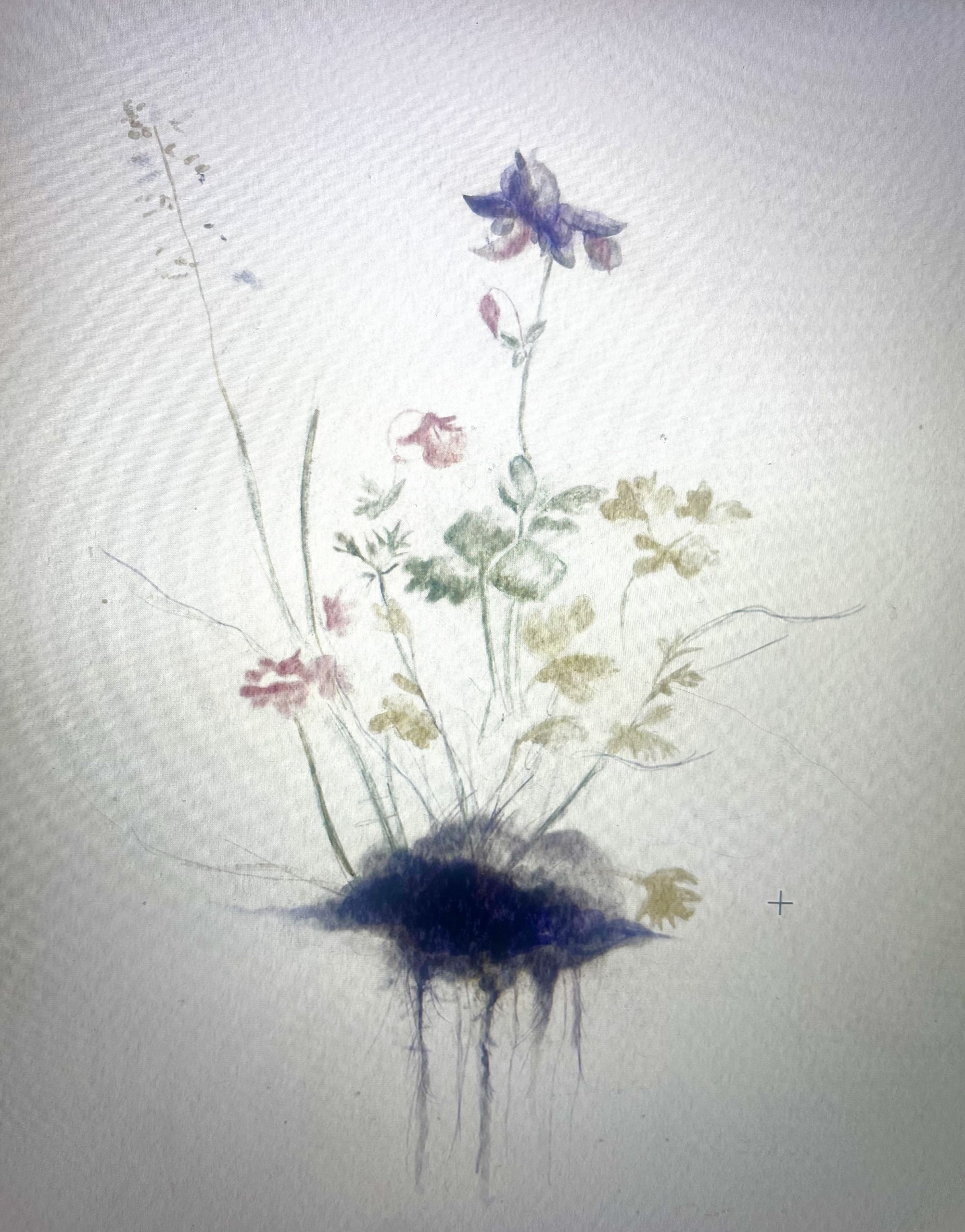 Blume
